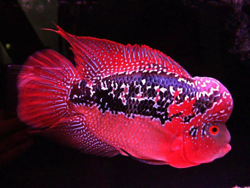 Cá La Hán - loài cá có đầu kỳ dị và xăm mình sặc sỡ bí ẩn nhất - 8