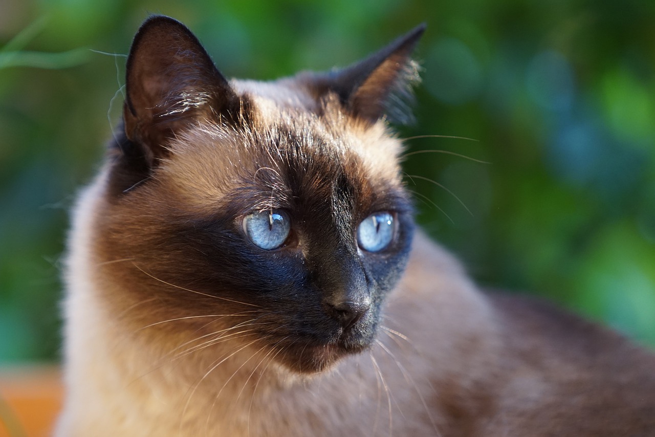 Mèo Xiêm: Loài mèo hoàng gia có dáng vẻ huyền bí như một vị thần - 19