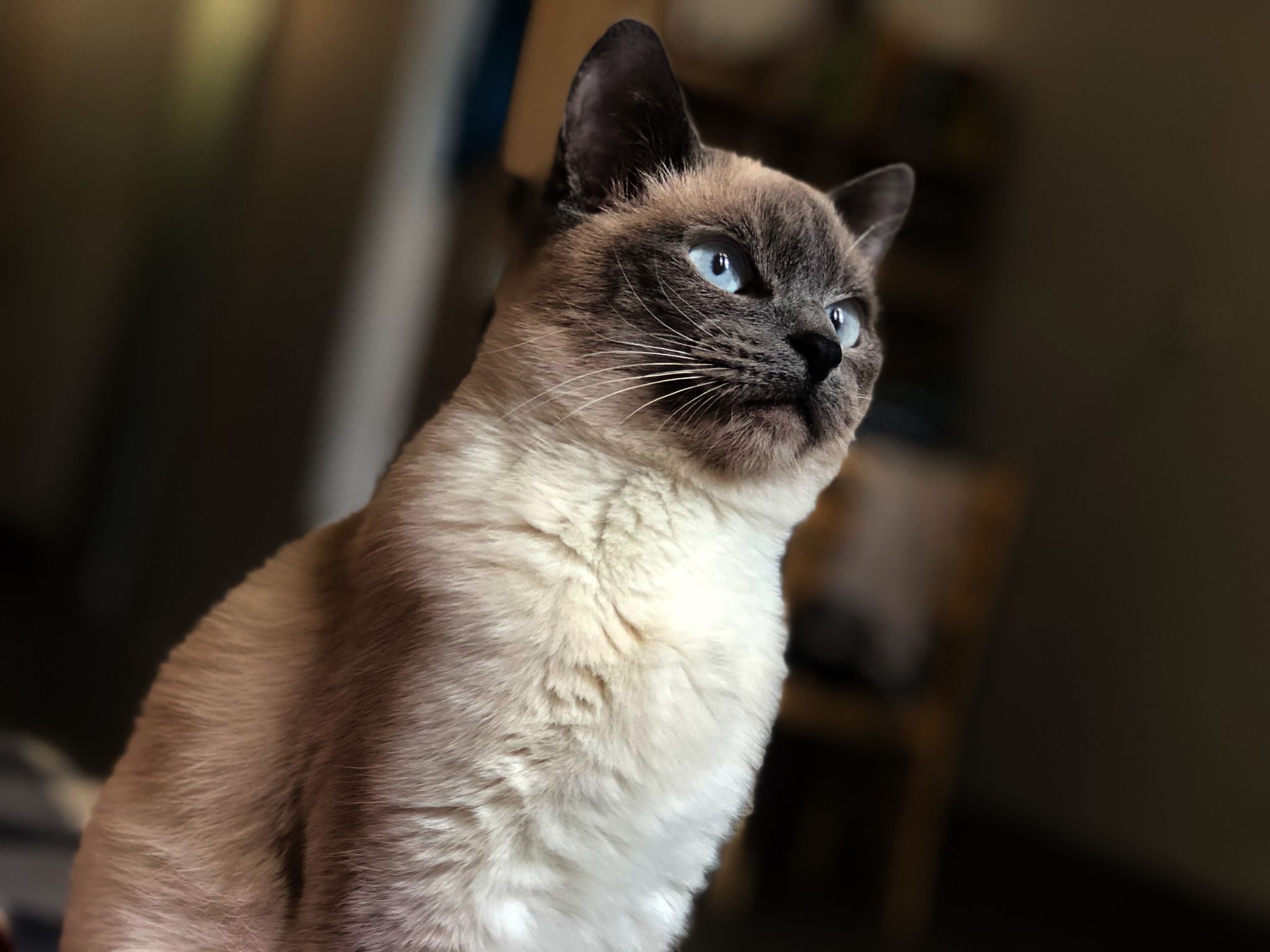 Mèo Xiêm: Loài mèo hoàng gia có dáng vẻ huyền bí như một vị thần - 34