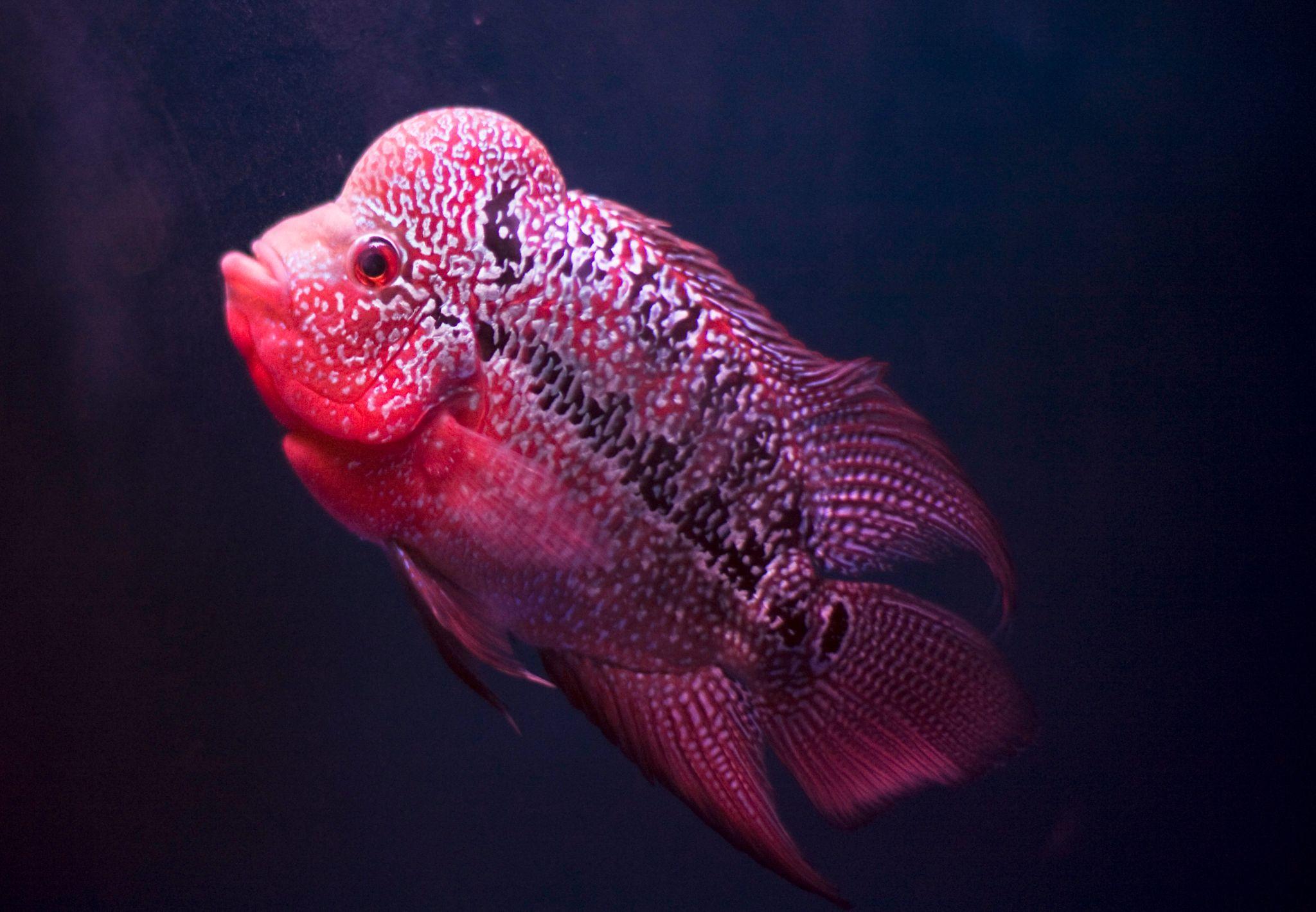 Cá La Hán - loài cá có đầu kỳ dị và xăm mình sặc sỡ bí ẩn nhất - 31