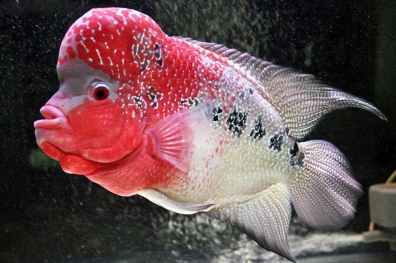 Cá La Hán - loài cá có đầu kỳ dị và xăm mình sặc sỡ bí ẩn nhất - 14