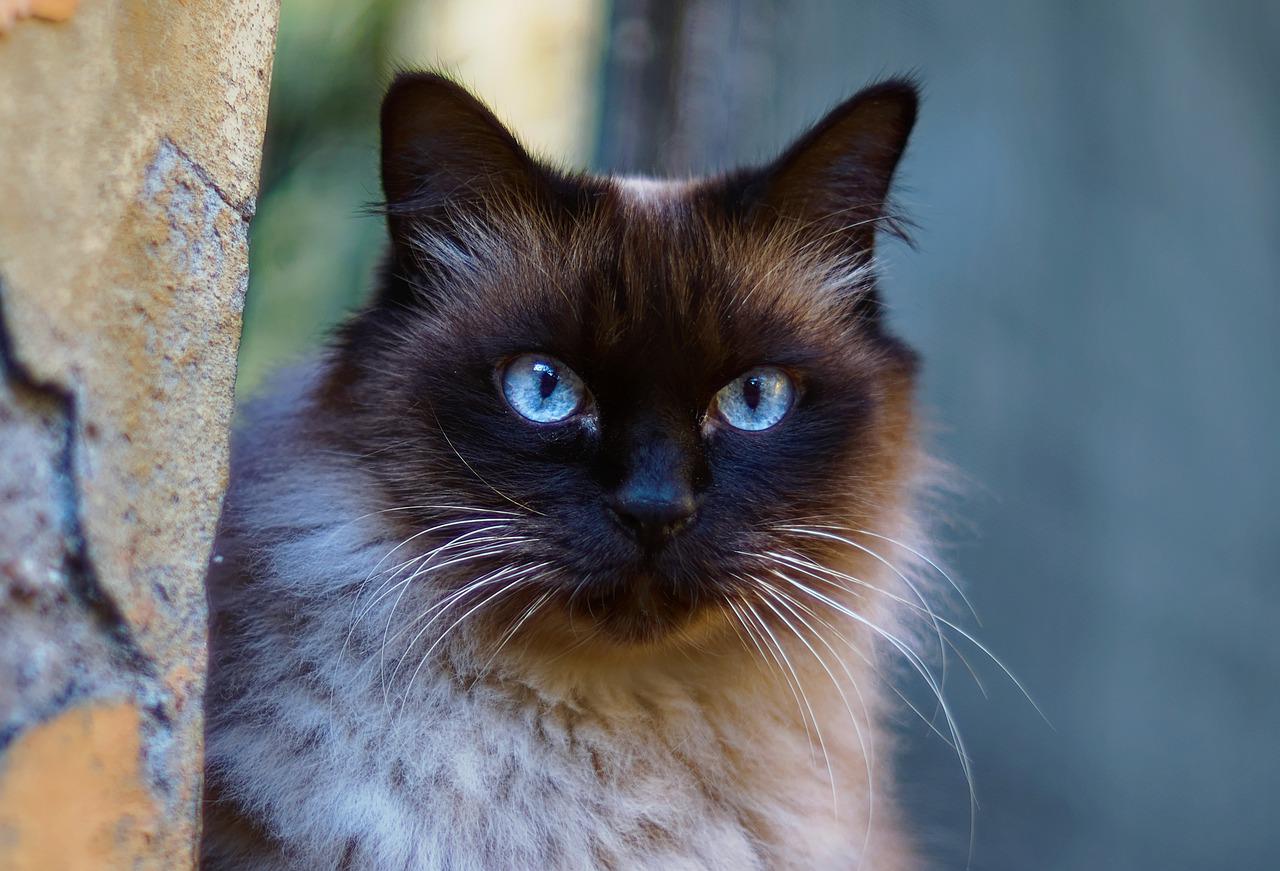 Mèo Xiêm: Loài mèo hoàng gia có dáng vẻ huyền bí như một vị thần - 21