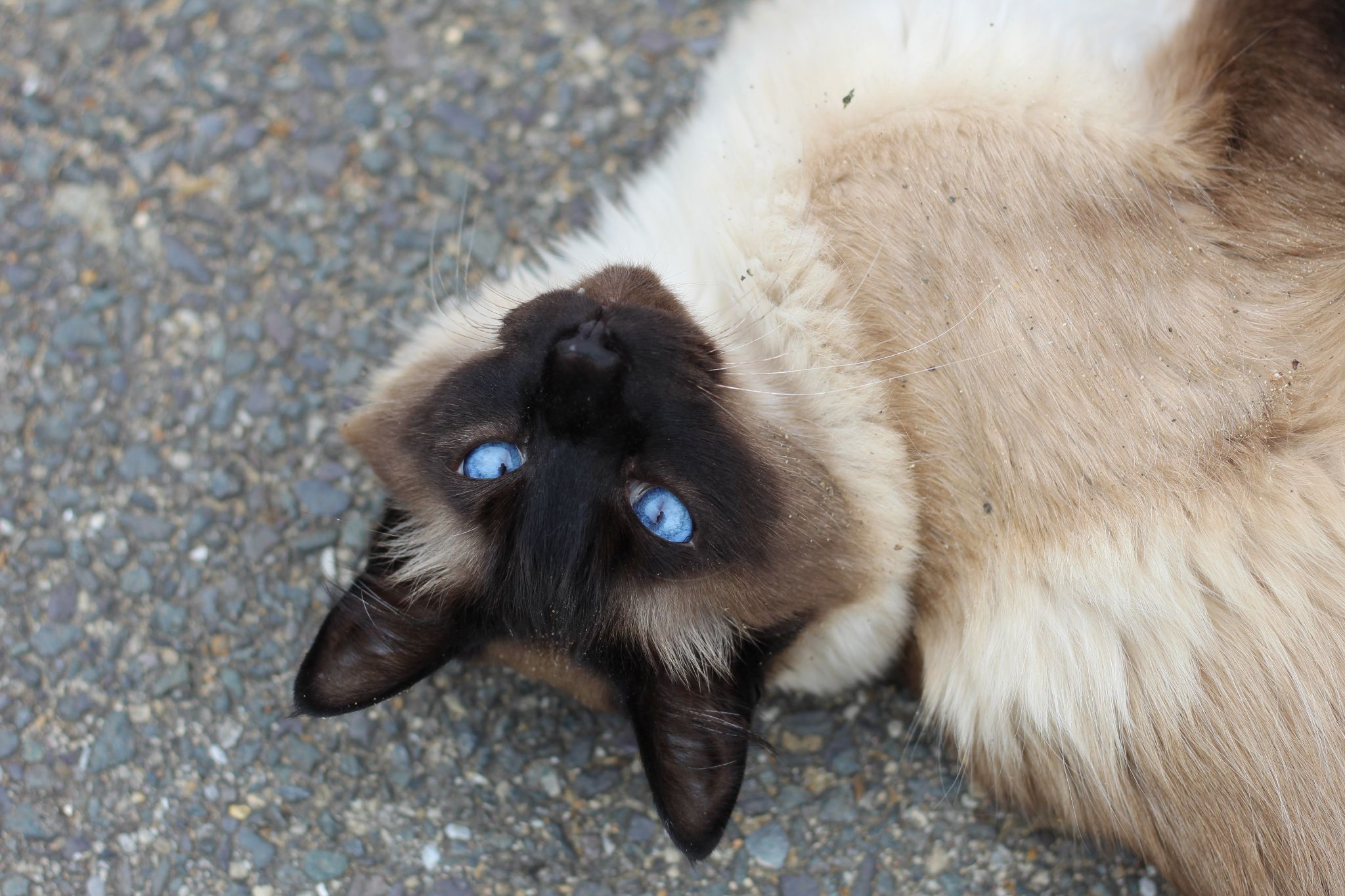 Mèo Xiêm: Loài mèo hoàng gia có dáng vẻ huyền bí như một vị thần - 33