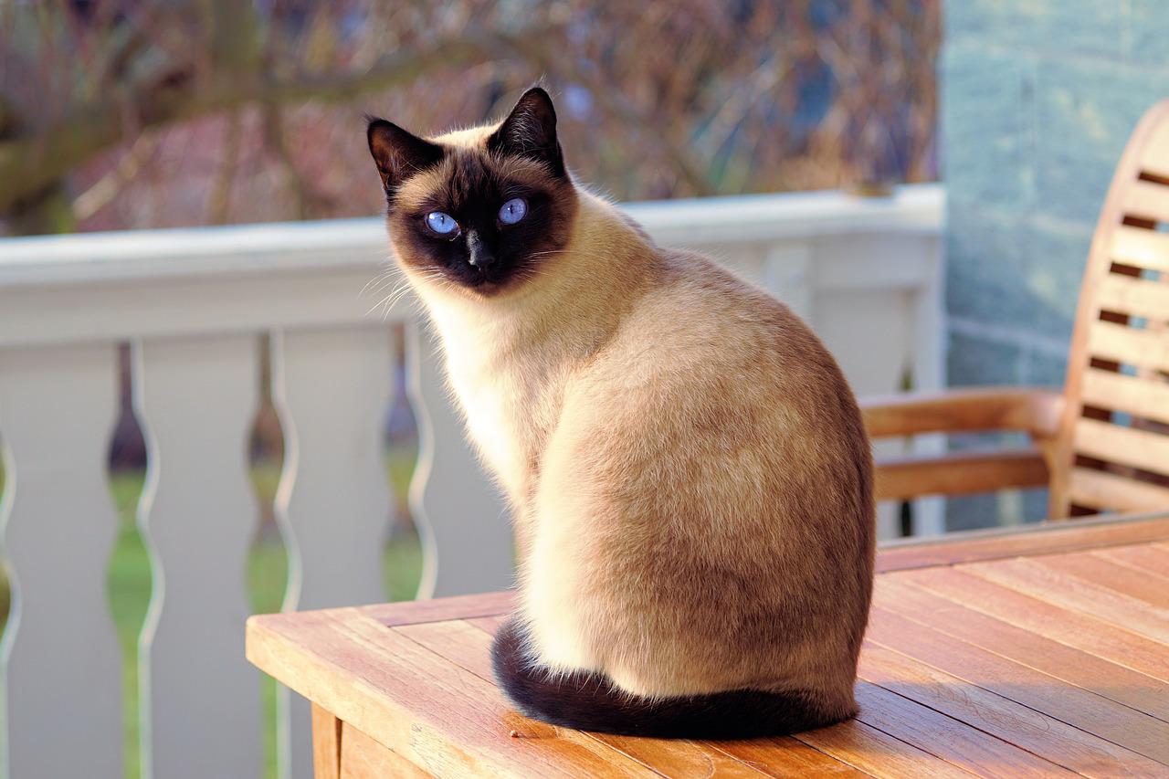 Mèo Xiêm: Loài mèo hoàng gia có dáng vẻ huyền bí như một vị thần - 28