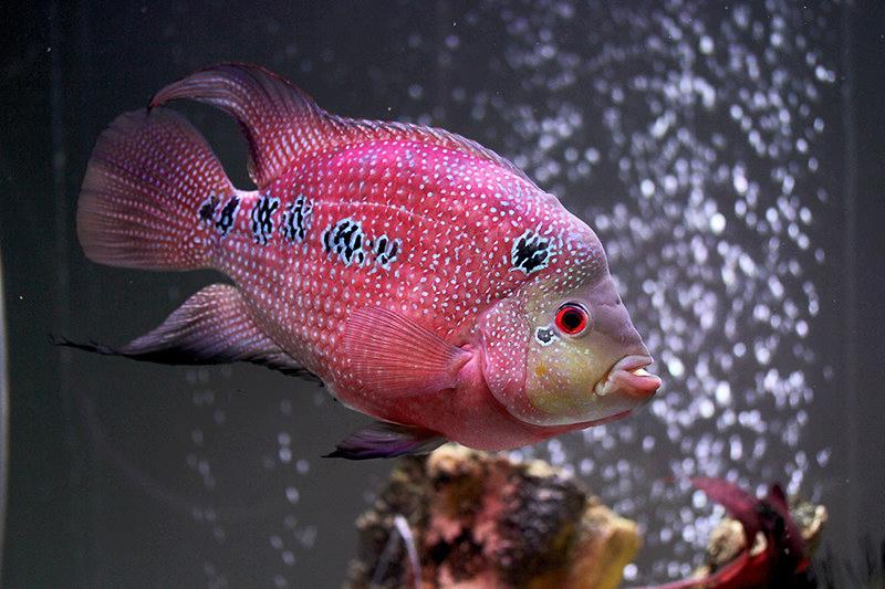 Cá La Hán - loài cá có đầu kỳ dị và xăm mình sặc sỡ bí ẩn nhất - 30