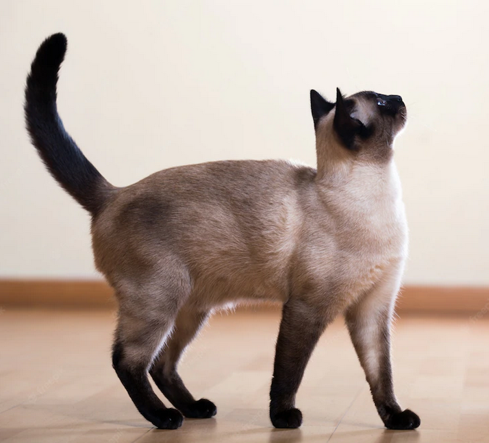 Mèo Xiêm: Loài mèo hoàng gia có dáng vẻ huyền bí như một vị thần - 4