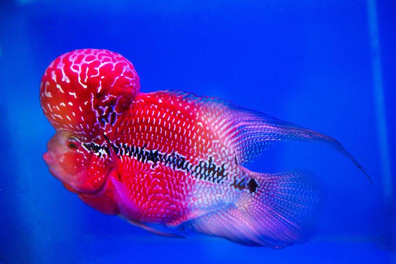 Cá La Hán - loài cá có đầu kỳ dị và xăm mình sặc sỡ bí ẩn nhất - 24