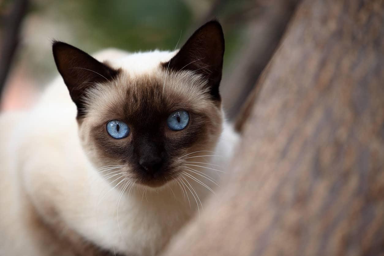 Mèo Xiêm: Loài mèo hoàng gia có dáng vẻ huyền bí như một vị thần - 6