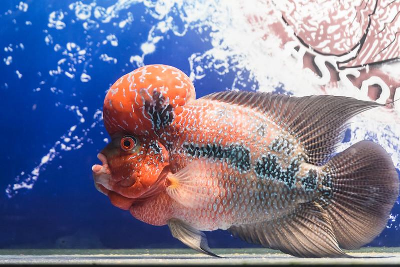 Cá La Hán - loài cá có đầu kỳ dị và xăm mình sặc sỡ bí ẩn nhất - 20
