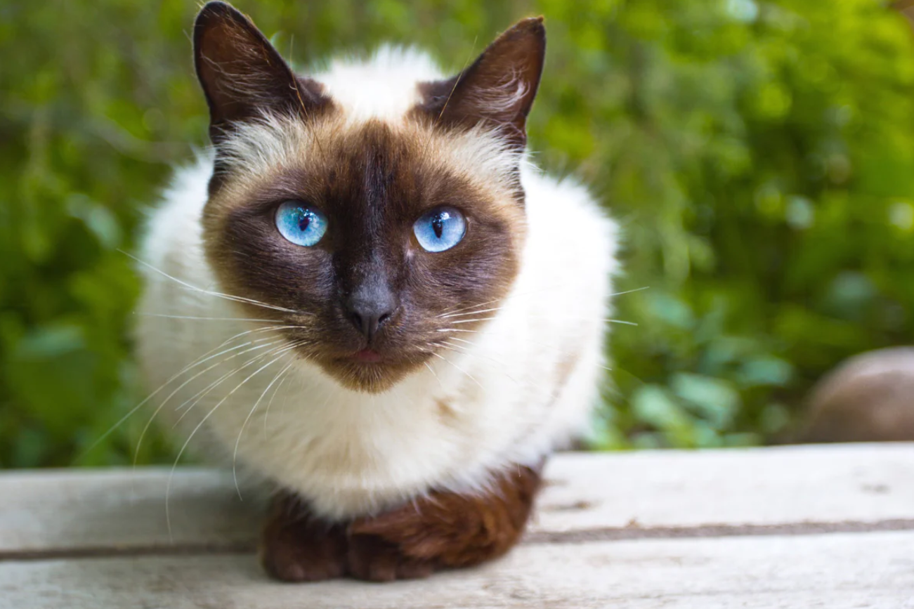 Mèo Xiêm: Loài mèo hoàng gia có dáng vẻ huyền bí như một vị thần - 8