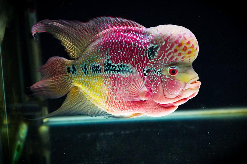 Cá La Hán - loài cá có đầu kỳ dị và xăm mình sặc sỡ bí ẩn nhất - 29