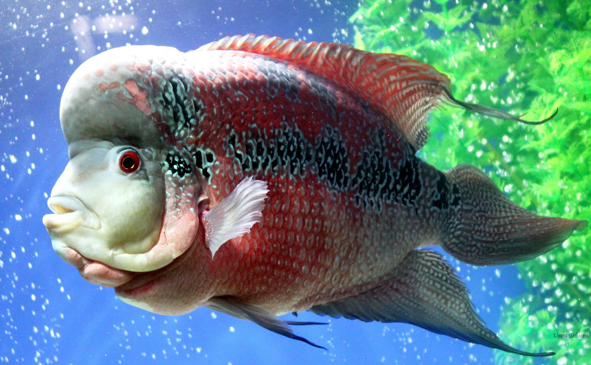 Cá La Hán - loài cá có đầu kỳ dị và xăm mình sặc sỡ bí ẩn nhất - 33