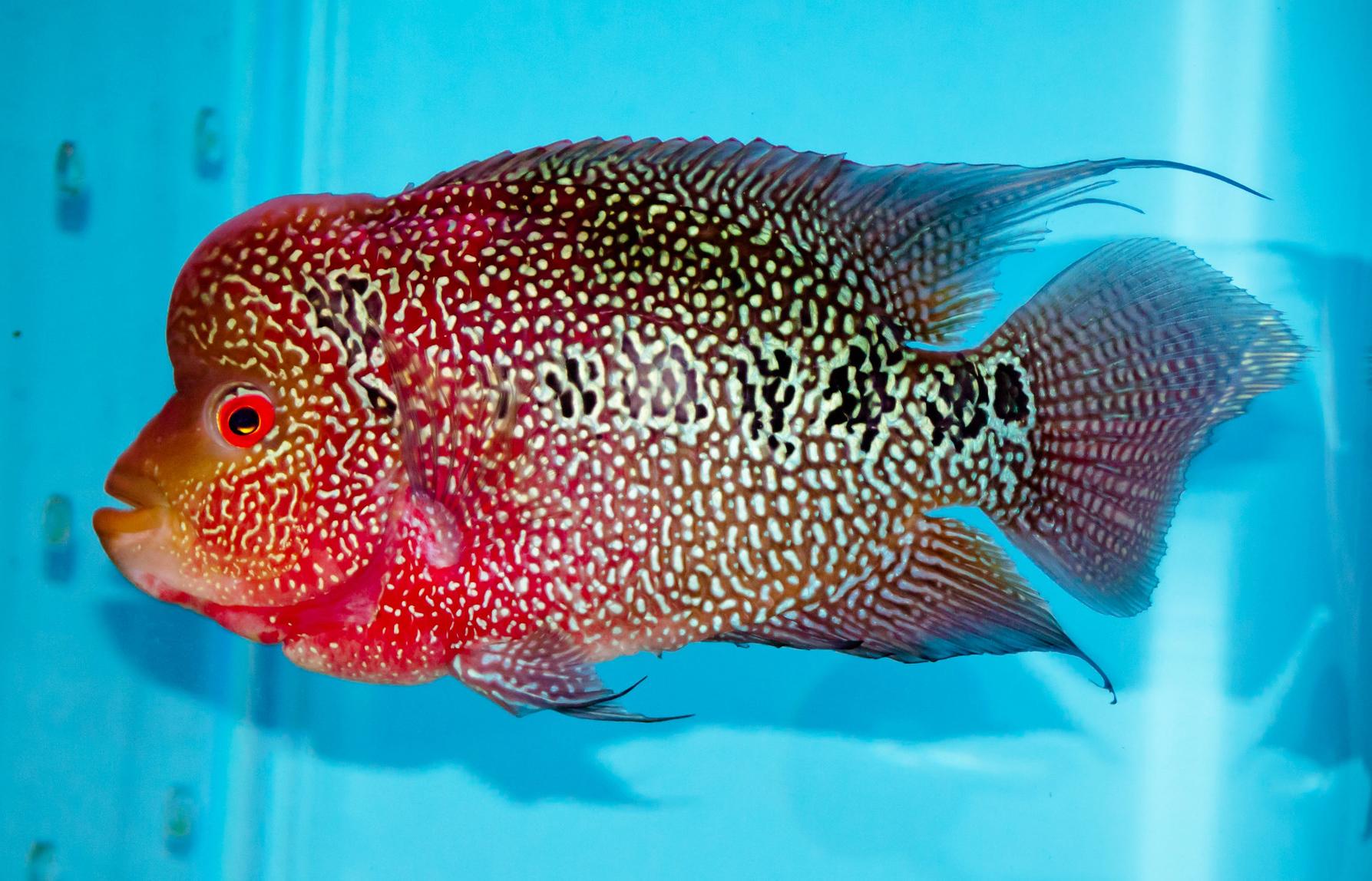 Cá La Hán - loài cá có đầu kỳ dị và xăm mình sặc sỡ bí ẩn nhất - 25