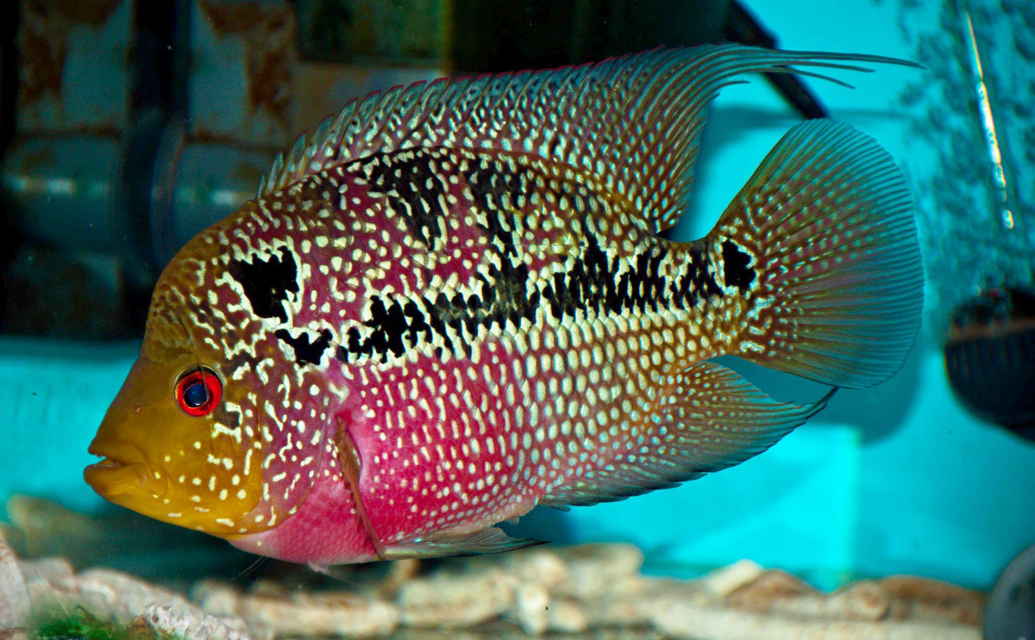 Cá La Hán - loài cá có đầu kỳ dị và xăm mình sặc sỡ bí ẩn nhất - 26