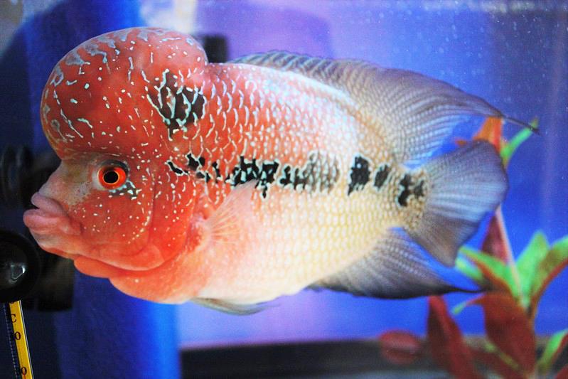 Cá La Hán - loài cá có đầu kỳ dị và xăm mình sặc sỡ bí ẩn nhất - 23