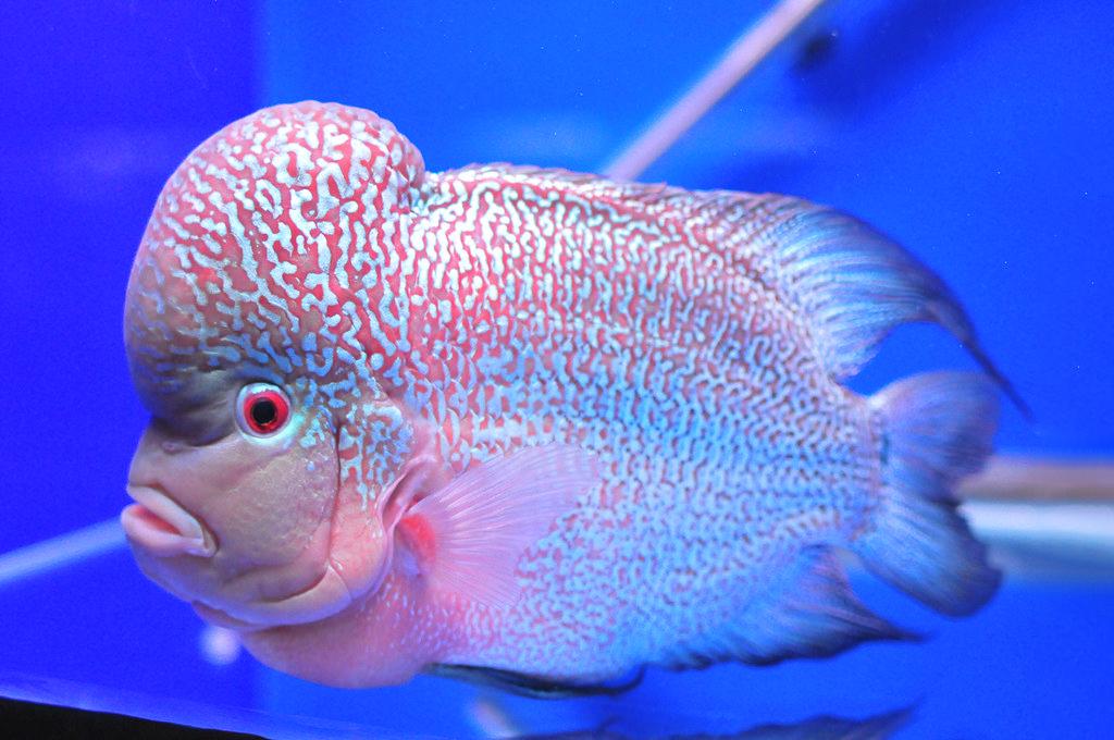 Cá La Hán - loài cá có đầu kỳ dị và xăm mình sặc sỡ bí ẩn nhất - 34