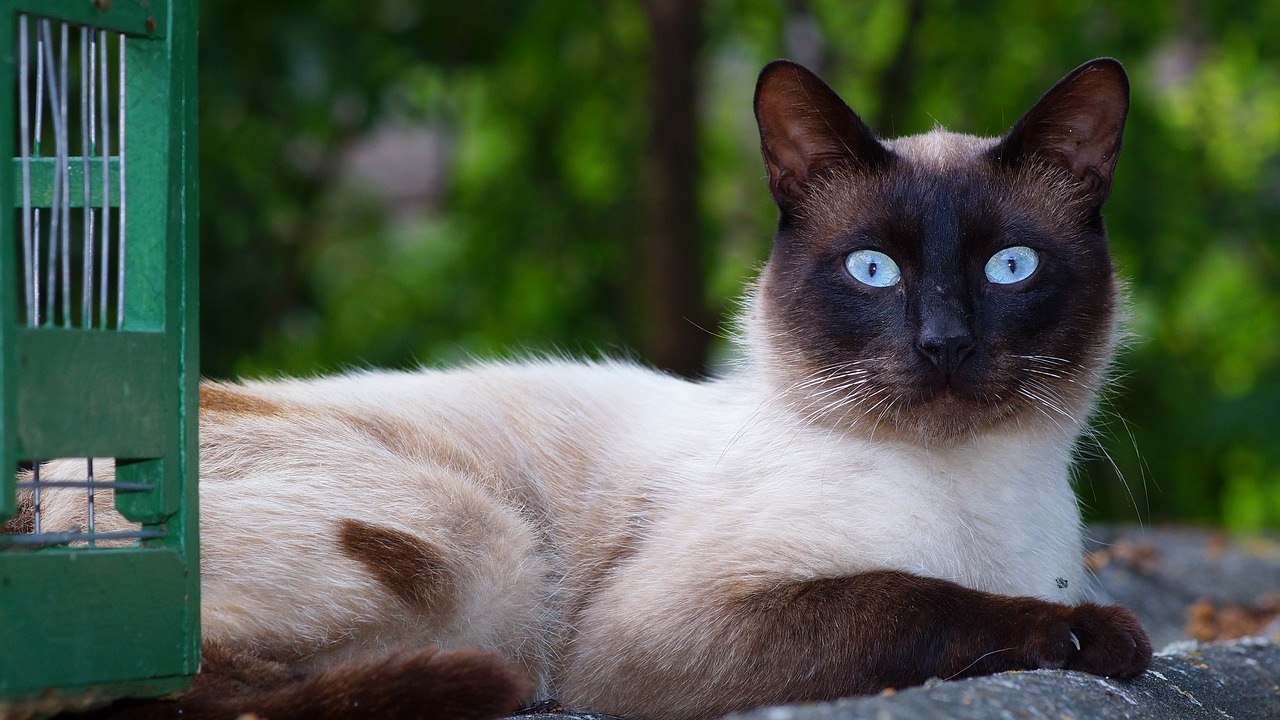 Mèo Xiêm: Loài mèo hoàng gia có dáng vẻ huyền bí như một vị thần - 27