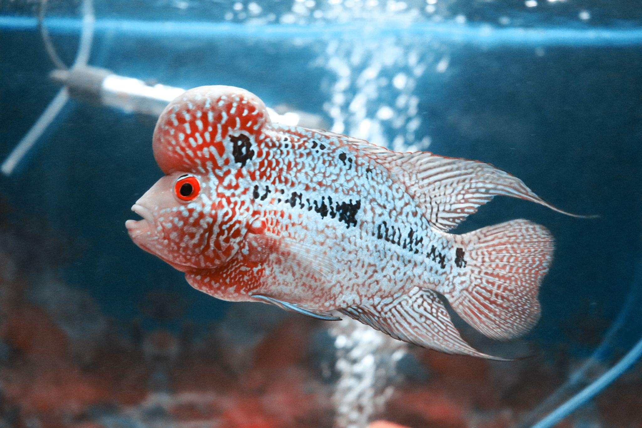 Cá La Hán - loài cá có đầu kỳ dị và xăm mình sặc sỡ bí ẩn nhất - 6