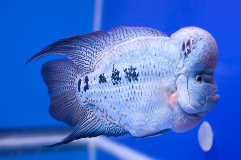 Cá La Hán - loài cá có đầu kỳ dị và xăm mình sặc sỡ bí ẩn nhất - 35