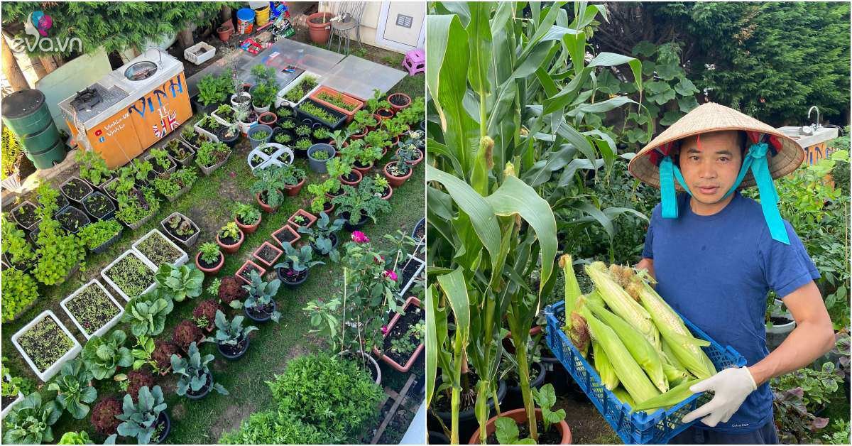 Read more about the article Bố đảm đắp chăn cho rau, làm vườn Việt giữa trời tây: Trồng 100 loại rau, đầy đủ hơn chợ