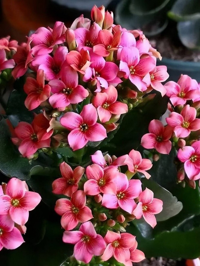 5 loại hoa có tính “ăn ngon”, tháng 9 bón nhiều phân sang đông hoa sẽ nở khắp cành - 4