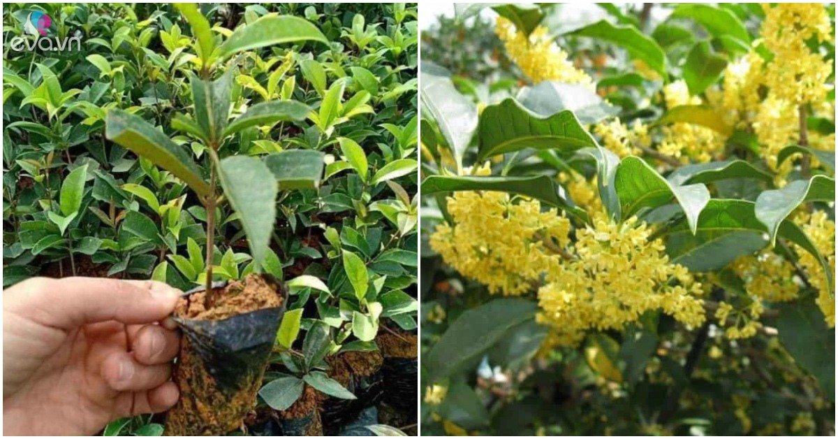 Read more about the article Trên ban công có 3 loại cây này xin chúc mừng, chúng được ví như “con cưng” của Thần Tài
