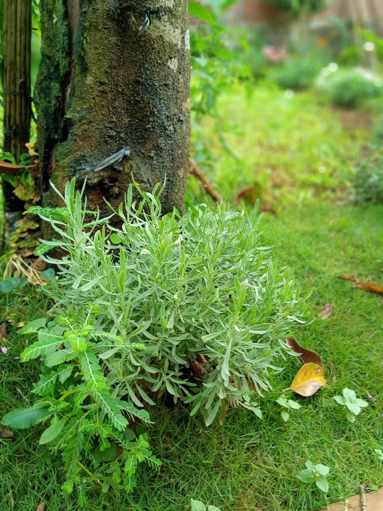 Nhổ tiêu trồng thảo mộc, 8X Pleiku được vườn đẹp như tranh, góc nào cũng thơm nức mũi - 11