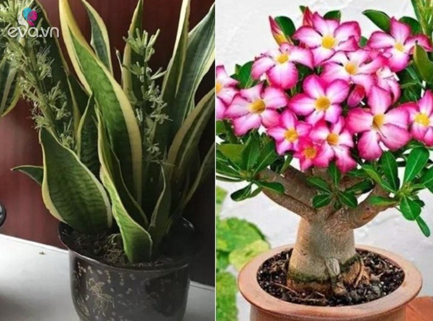 Read more about the article 6 loại cây thích chen chúc, chậu càng nhỏ càng phát triển tốt, hoa nở liên tục