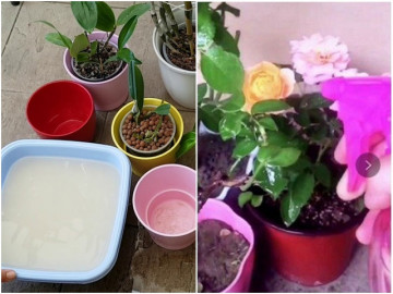 6 loại nước còn tuyệt vời hơn cả sữa tươi, đổ ra vườn 1 tuần sau hoa mọc thần tốc - Vimarsana News