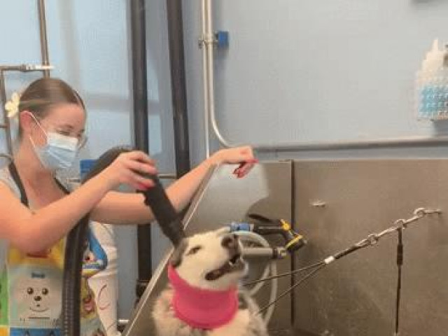 Phản ứng nực cười của chú chó hát khi được tắm