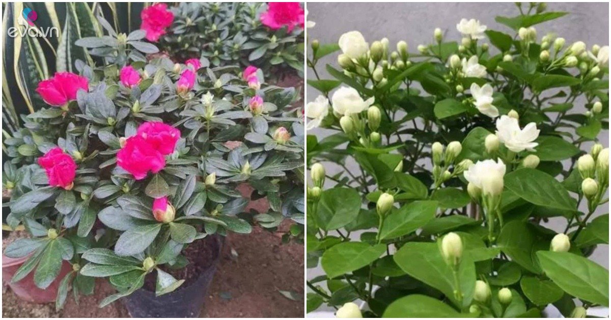 Read more about the article Trời trở lạnh cho 3 loại hoa thêm chút “nước chua”, lá xanh tươi, chồi non phát triển mạnh mẽ