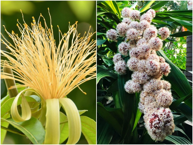 4 loại cây nở hoa giàu sang phú quý, mang hàm ý cầu may mắn, sống được hàng chục năm