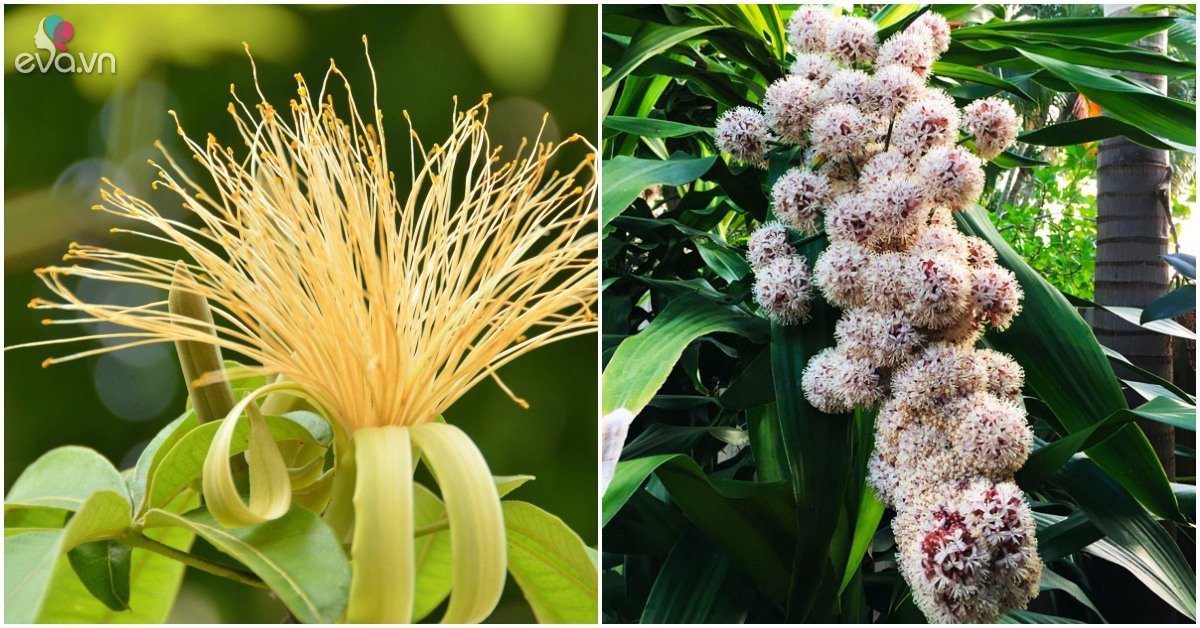 Read more about the article 4 loại cây nở hoa “giàu sang phú quý”, mang hàm ý cầu may mắn, sống được hàng chục năm