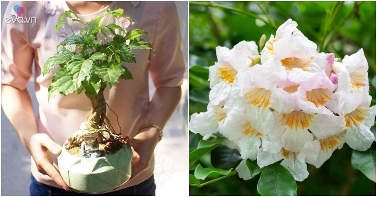 Read more about the article Trồng cây hạnh phúc nhớ “3 thủ thuật” nhỏ này, lá xanh rì như nhuộm, nở hoa kín cành
