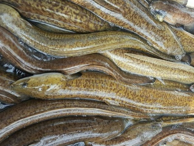 Loại cá xưa đầy chẳng ai ăn, giờ thành đặc sản được ưa chuộng, muốn mua phải đặt trước cả tuần, 270.000 đồng/kg