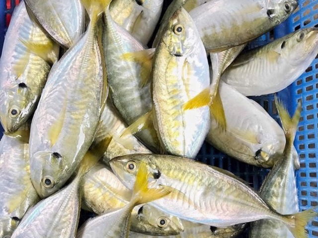 Loại cá xưa ít người biết, giờ thành đặc sản được ưa chuộng, chế biến được nhiều món ngon, 250.000 đồng/kg