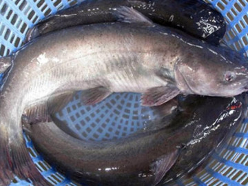 Loại cá có tên kỳ cục, xưa có đầy ở quê giá rẻ, nay thành đặc sản xuất hiện trong nhà hàng, 150.000đồng/kg