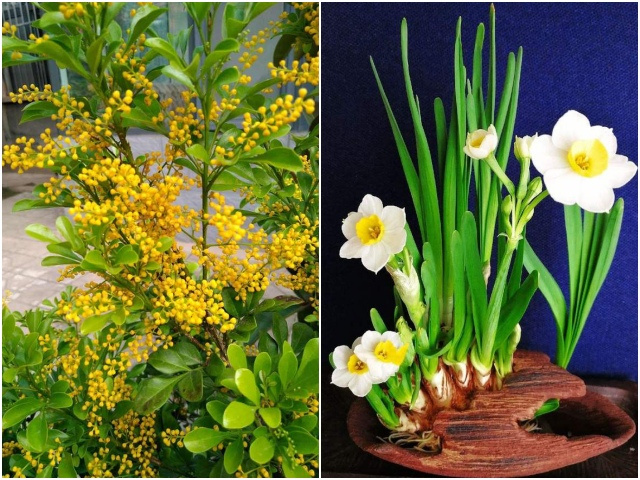 4 loại hoa thơm nức mũi, trồng trên ban công mùi thơm nồng nàn như xịt nước hoa