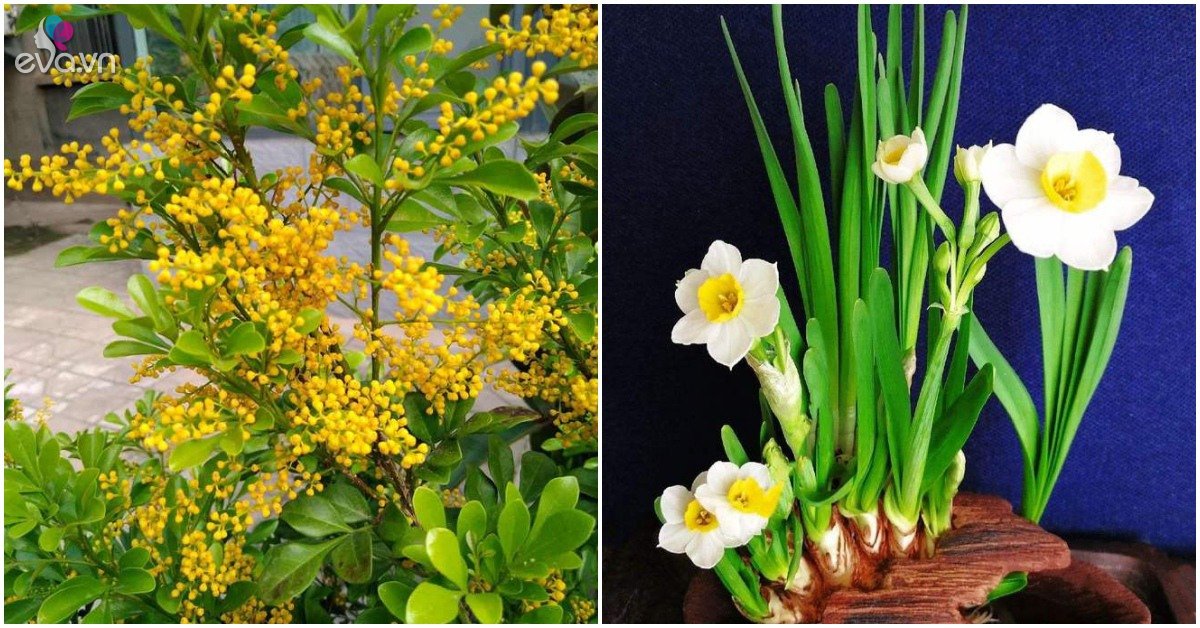 Read more about the article 4 loại “hoa thơm nức mũi”, trồng trên ban công mùi thơm nồng nàn như xịt nước hoa