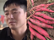 Bỏ công việc lương 3,3 tỷ/năm để về quê trồng khoai lang, chàng trai nhận cái kết bất ngờ