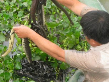 Nghề lạ ở Việt Nam: Loài ai gặp cũng xua đuổi, nuôi nhàn tênh bán 700.000 đồng/kg làm đặc sản dân nhậu thích mê