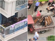 Ở chung cư, người dân nuôi… 7 con bò trên ban công tầng 5, hàng xóm khốn khổ