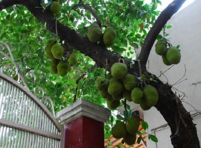 Giàu hay nghèo hãy nhìn cây trước cửa, thấy những cây này nên chặt sớm kẻo hao tài - 5