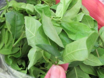 Loại rau củ ngốc xưa toàn nhổ vứt cút, cho tới trâu ăn, ni trở nên đặc sản nổi tiếng kỳ lạ dân TP.HCM ưu thích cho tới kỳ lạ vì như thế ngon, 70.000 đồng/kg