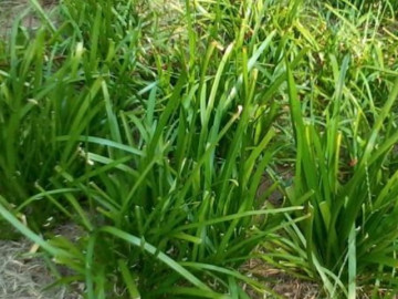 Loại rau xanh nẩy um tùm như cỏ dở người tuy nhiên “bổ rộng lớn thịt, rẻ rúng rộng lớn thuốc”, trồng 1 chậu ăn được cả đời