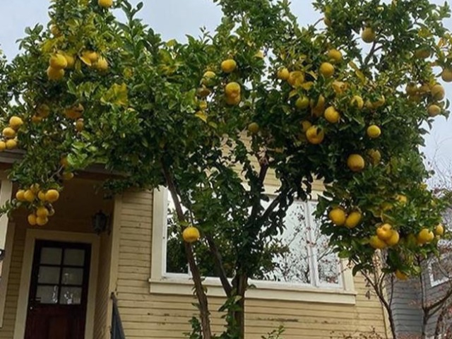 Người thông minh thường trồng 6 cây ăn quả này trước nhà, vừa có quả ăn vừa gọi lộc vào nhà