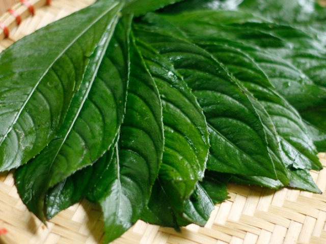Lá này giá 65.000 đồng/kg vừa ăn vừa dùng làm thuốc, 1 tháng cho thu hoạch, trồng 1 lần ăn cả đời