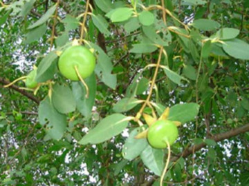Quả đâm chồi đần độn thương hiệu túng bấn mạt đời nấu nướng lên trở thành đặc sản nổi tiếng, rất rất sẵn ở VN, 100.000đ/kg