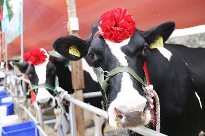 ghe moc chau mua bo sua “dang quang hoa hau” - 1