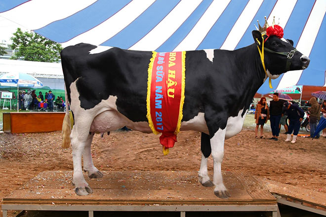 ghe moc chau mua bo sua “dang quang hoa hau” - 2